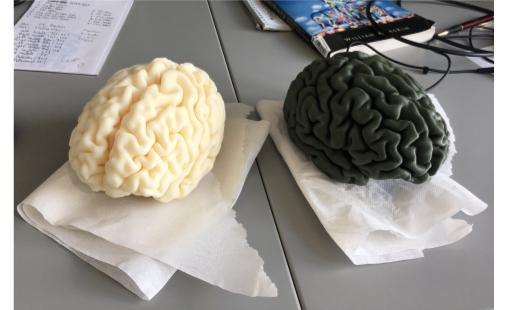 two 3D-printed brains